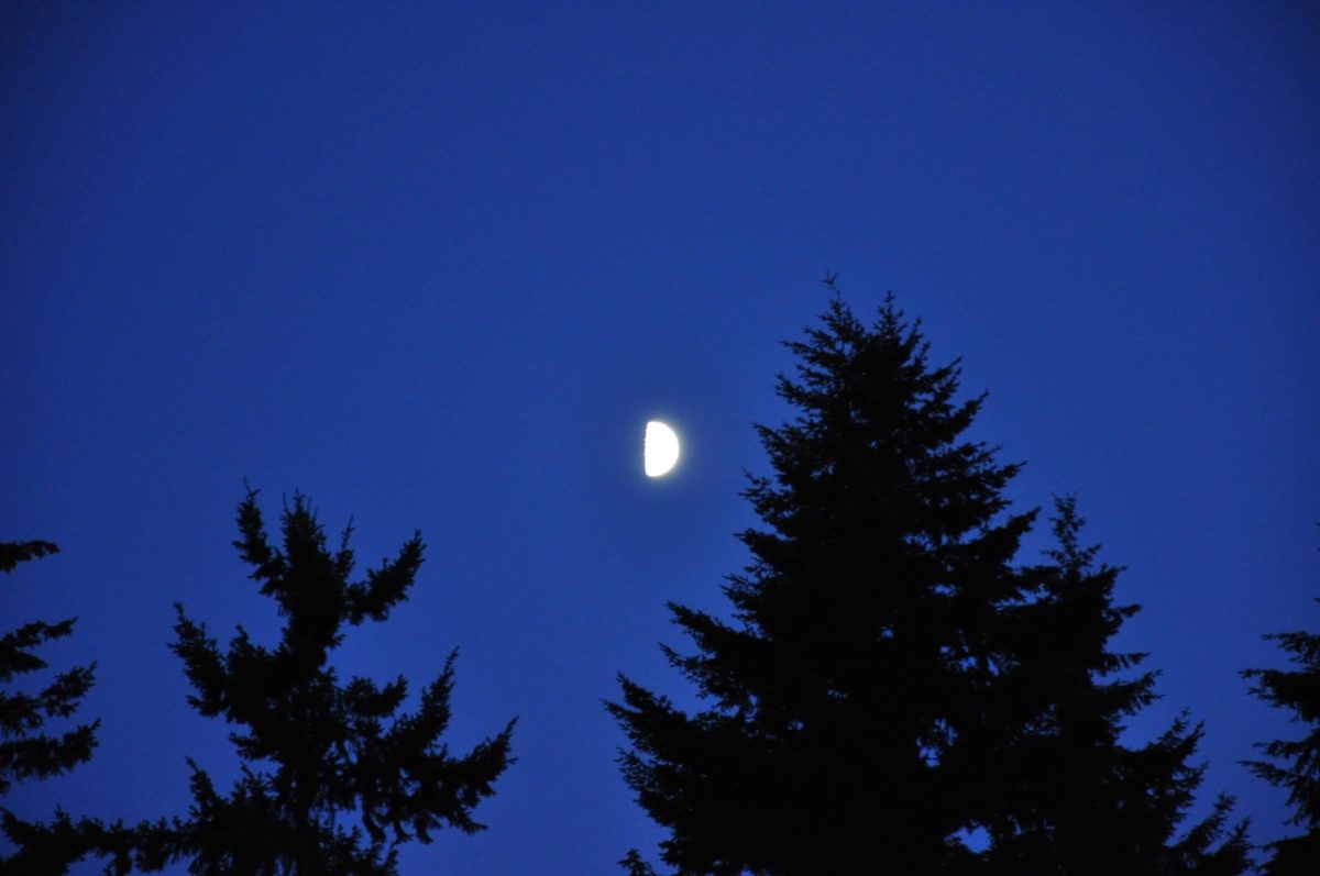 Half moon rising in a deep blue sky over the silhouettes of evergreen trees.