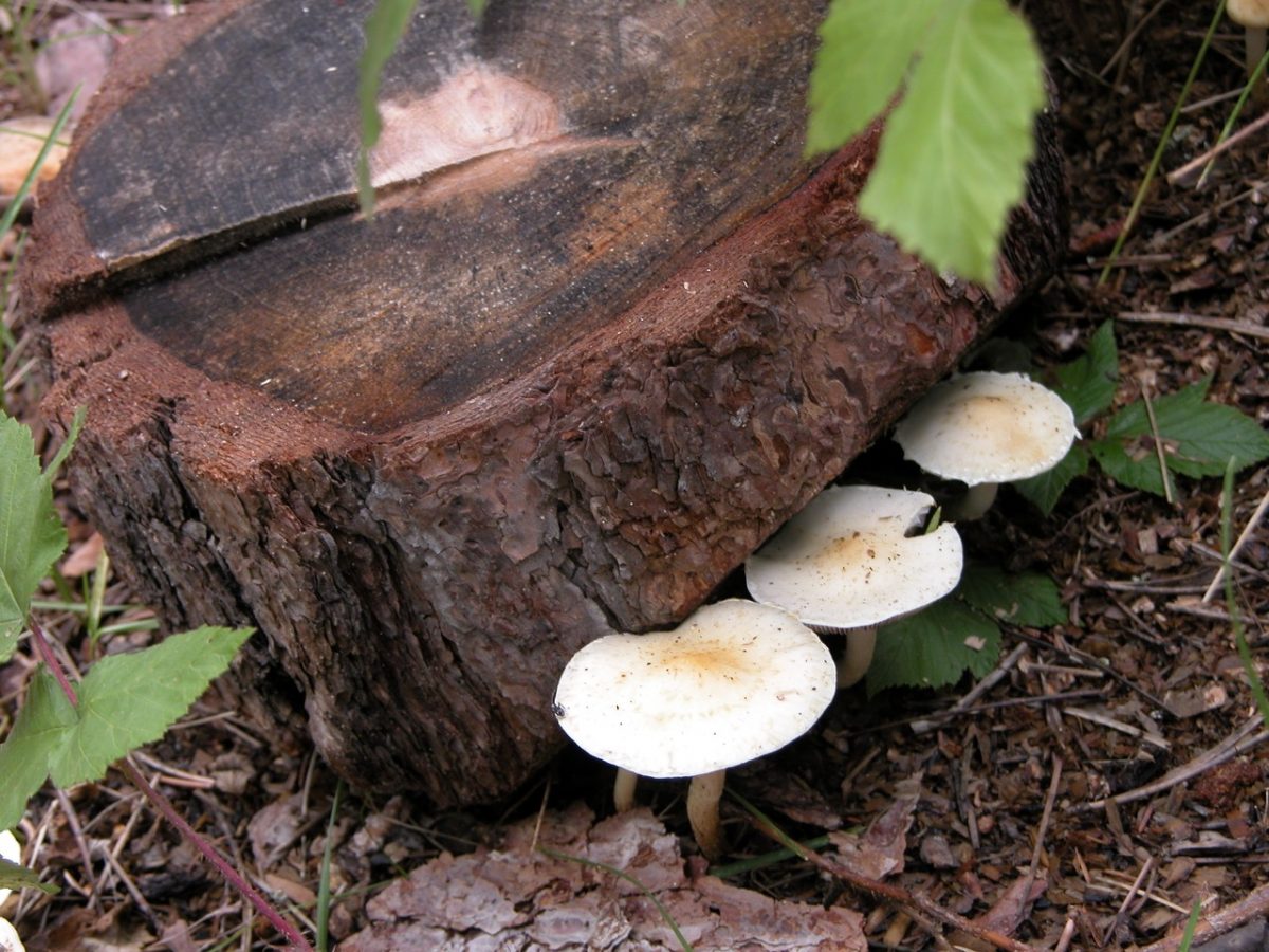 Three large mushrooms growing under the shadow of a tree stump.