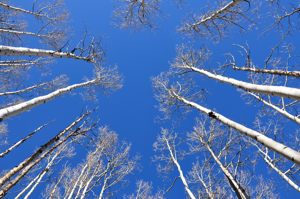 view of the sky through the trees