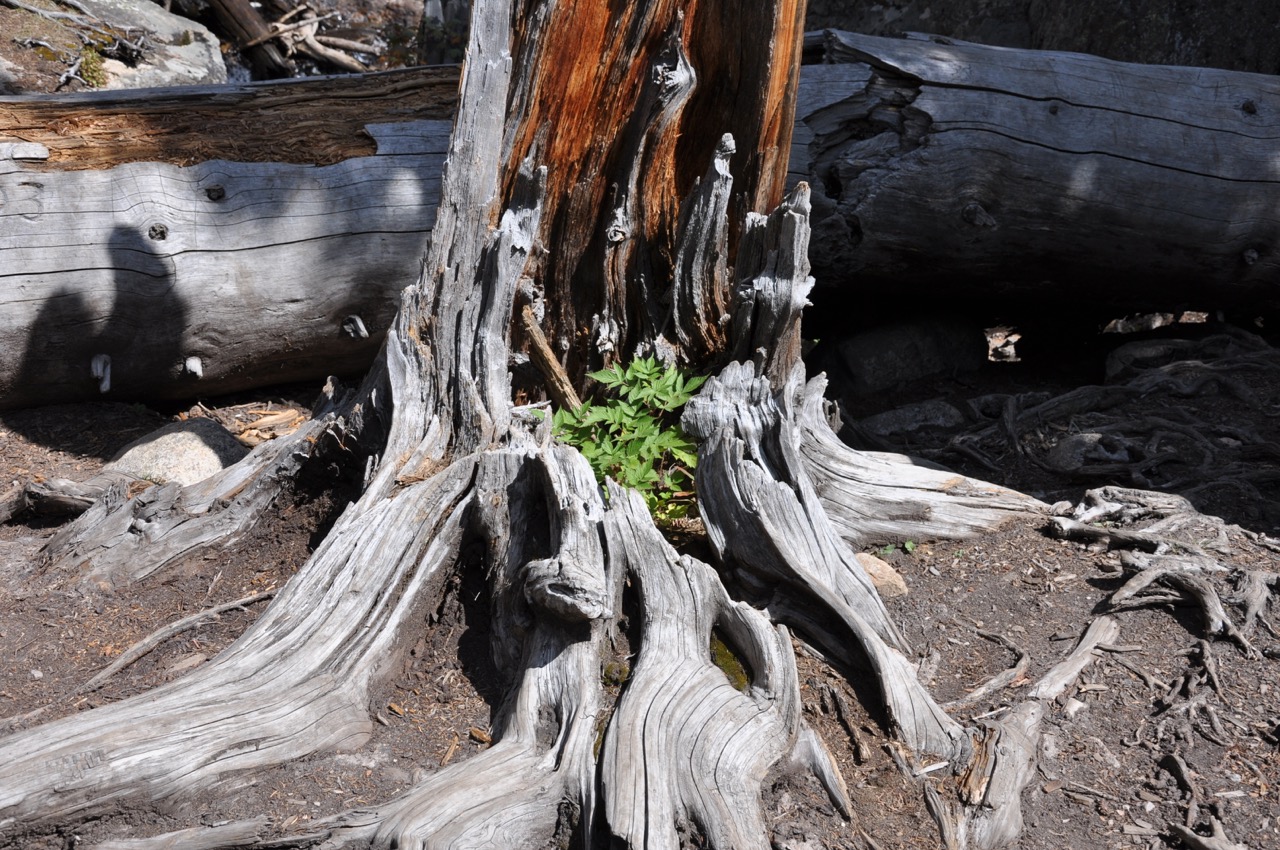 Dead tree trunk, hollowed out with a small sapling growing from the center.