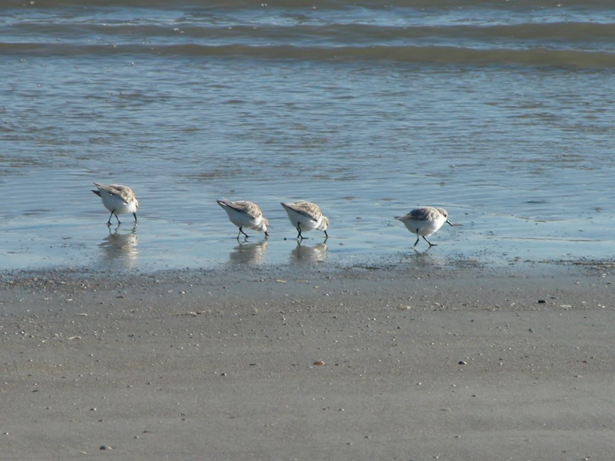 4 Sandpipers at the edge of the water on a South Carolina beach.