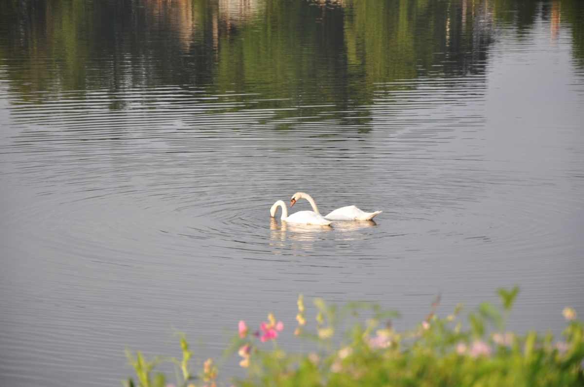 Two swans on the water. One is poking its bill in the water for food. A few pink flowers in the foreground on the edge of the lake.