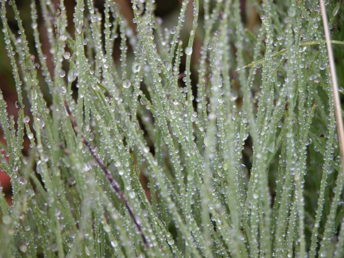 Blades of grass up close covered with droplets of rainwater.