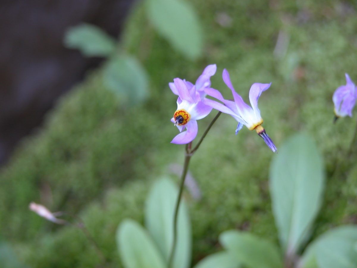 The shooting star wildflower in bloom.