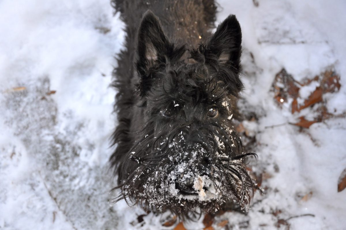 Dark brown Scottish terrier in the snow, with snow all over his snout.