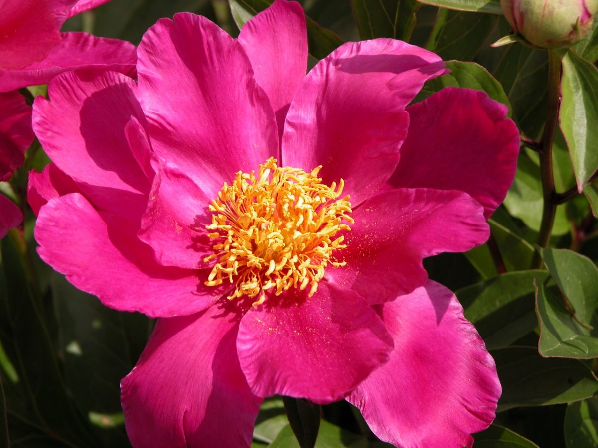 Hot pink peony in full bloom.